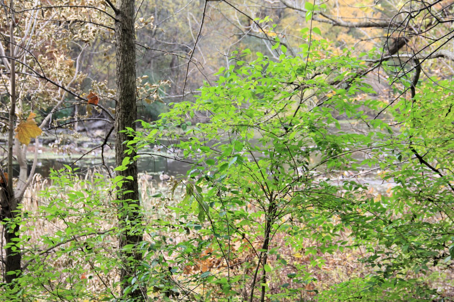 Rock Cut State Park 